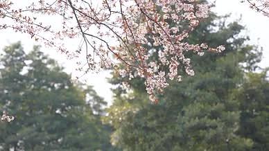 4k实拍春天盛开的小樱花风光视频的预览图